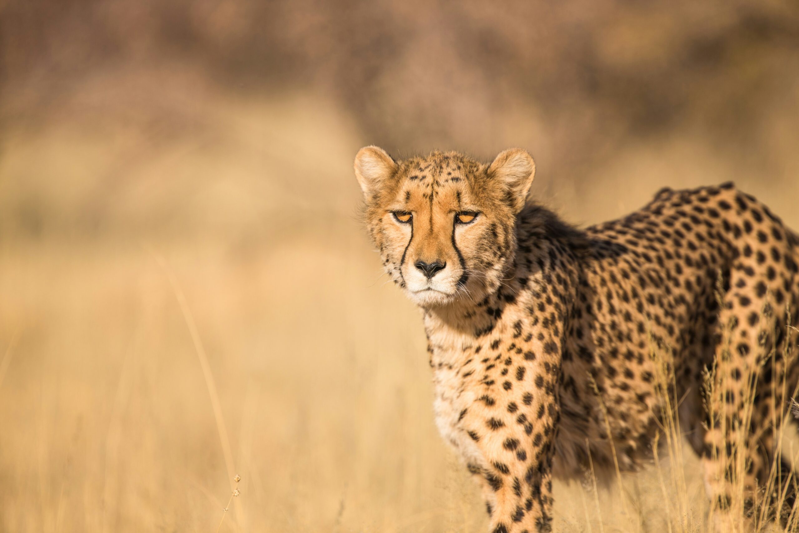 Differentiating between a Cheetah and Leopard