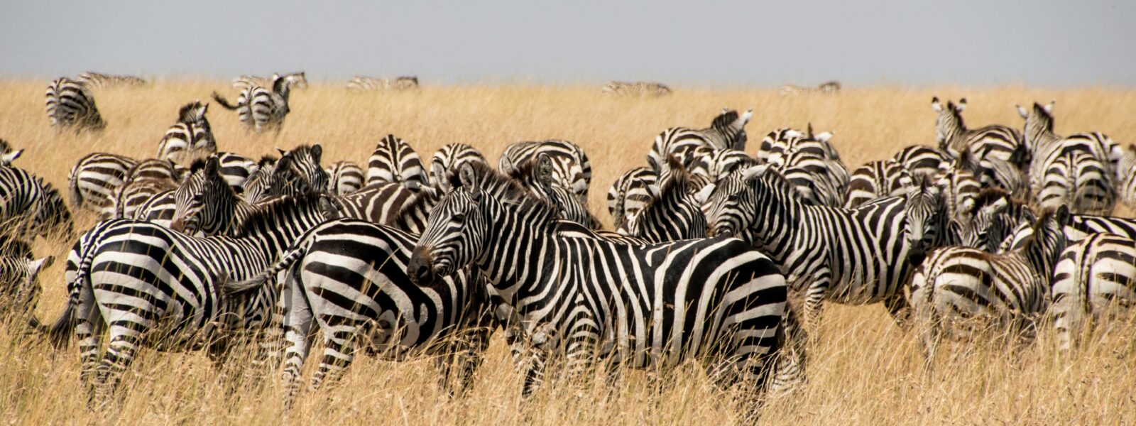 Affordable last-minute safari in Maasai Mara under $1000