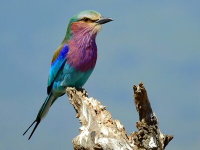 laya-clode-yvU_V6o3nCw-unsplash Lilac-breasted roller bird in Kenya’s savanna with vibrant plumage.