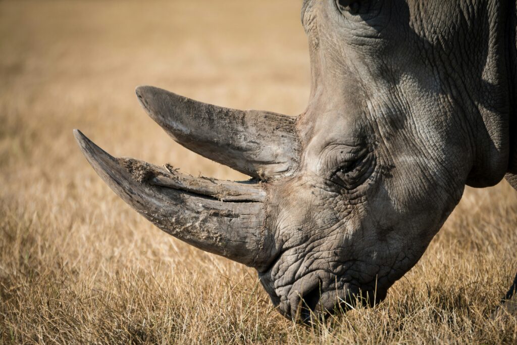 Rhino Tracking in Kenya: Best Places to See Endangered Rhinos
