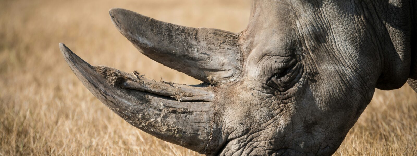 Endangered black rhino grazing in Kenya's wilderness, a key focus of rhino conservation efforts