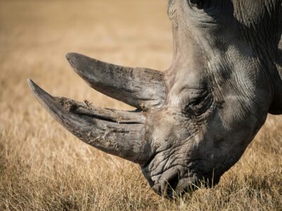 lucas-alexander-LOlMe8HfofI-unsplash Endangered black rhino grazing in Kenya's wilderness, a key focus of rhino conservation efforts