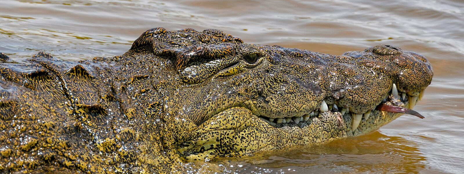 A large Nile crocodile at Mamba Village Nairobi crocodile farm