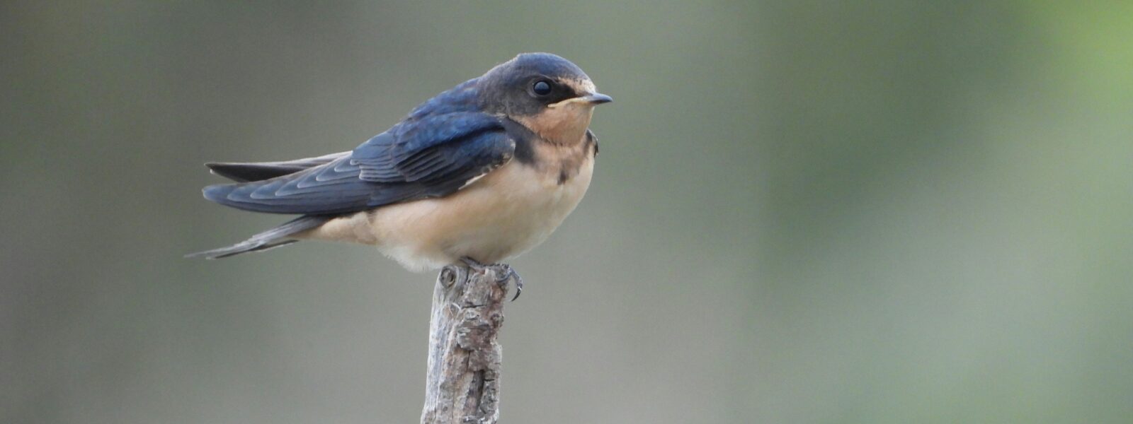 Ruma National Park Kenya - The Blue Swallow Bird