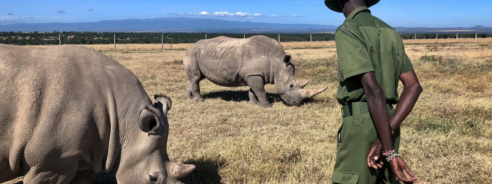 Ol Pejeta Conservancy, Kenya, with endangered black rhinos roaming the grasslands.