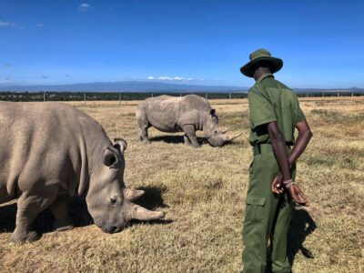 pexels-dianne-magbanua-negado-226641712-12029294 (2) Ol Pejeta Conservancy, Kenya, with endangered black rhinos roaming the grasslands.