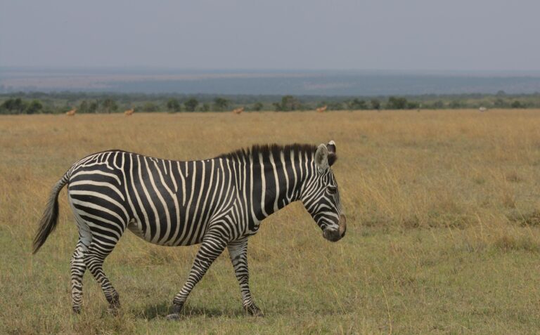 Loisaba Conservancy