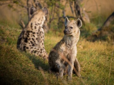 Hyenas spotted in Masai Mara National Reserve Kenya