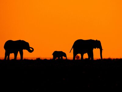 pexels-roger-brown-3435524-5125391 Kenya National Parks Game Reserves & Conservancies - Amboseli National Park elephants with Mount Kilimanjaro backdrop