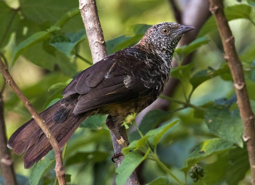 Hinde's Babber at Mwea National Reserve