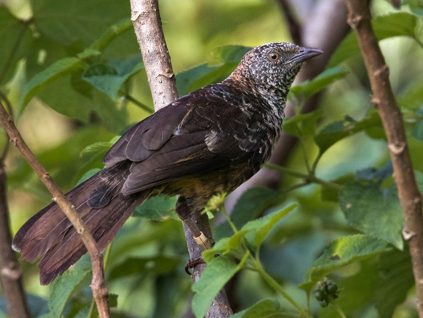 Mwea National Reserve