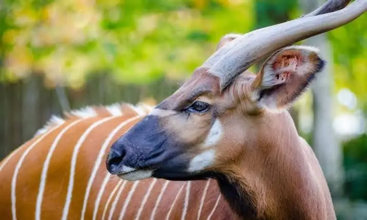 Close-up of a rare mountain bongo antelope in Kenya