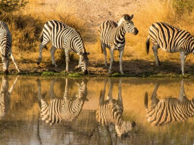 Kruger National Park Safari - South Africa
