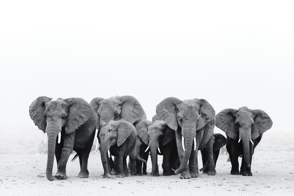 elephants spotted in Amboseli on a 8 days kenya budget big 5 safari