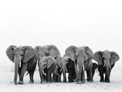 elephants spotted in Amboseli on a 8 days kenya budget big 5 safari