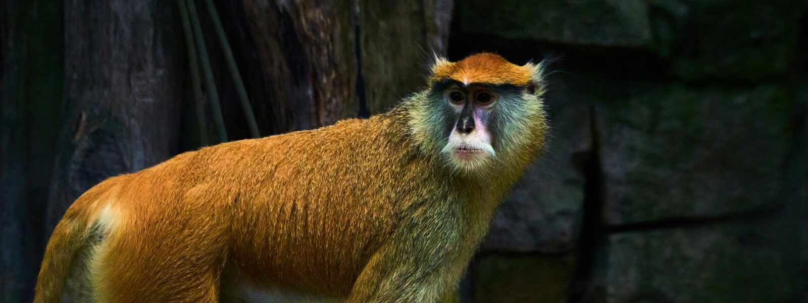 The Patas monkey - kenya - bison safaris