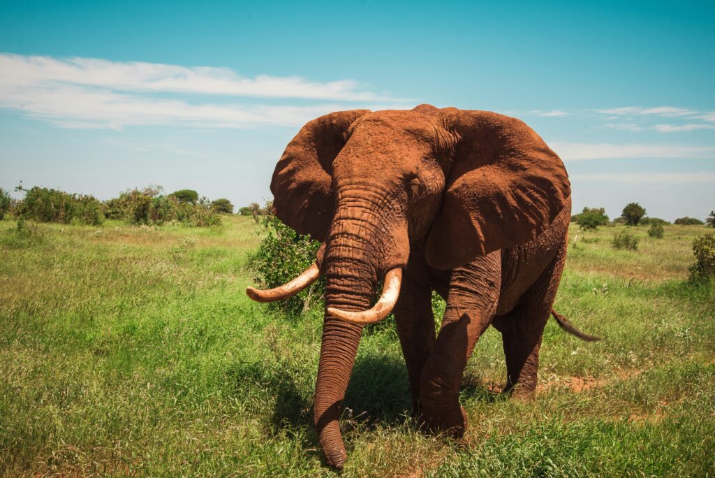 Tsavo National Parks