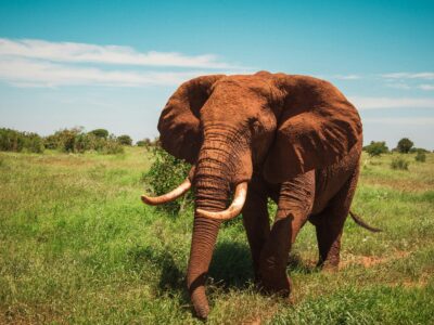 A red elephant at Tsavo National Park - mzima springs - shetani lava flow