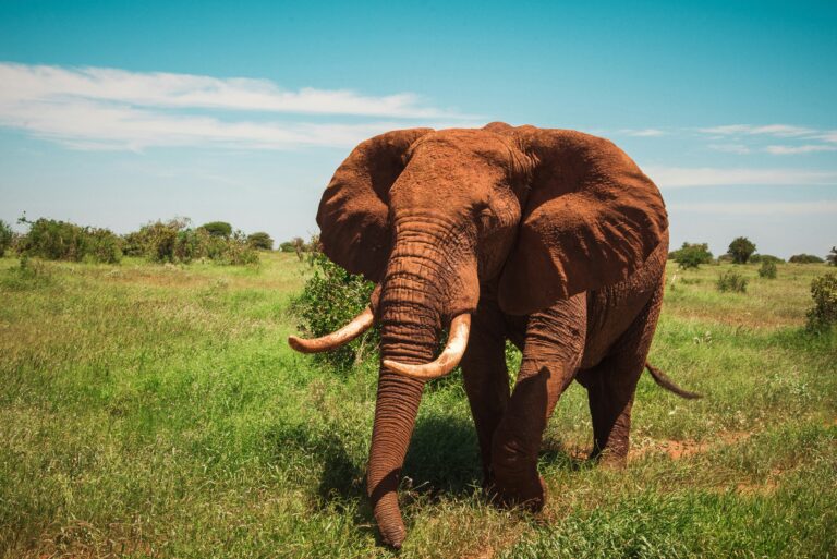 Tsavo National Parks