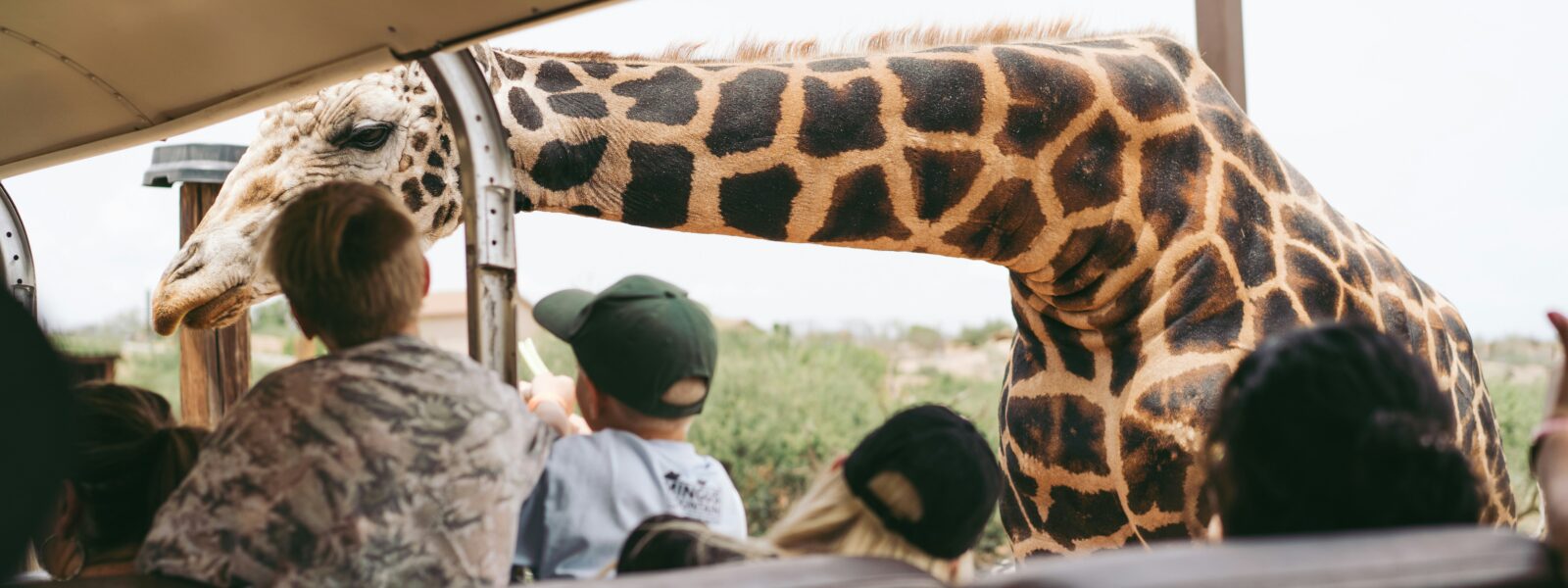 African safari safety - Tourists on a guided safari game drive observing a large elephant herd from the safety of their vehicle.