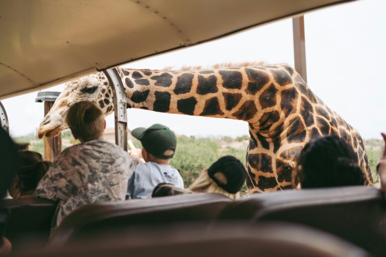 Safari Safety Guidelines