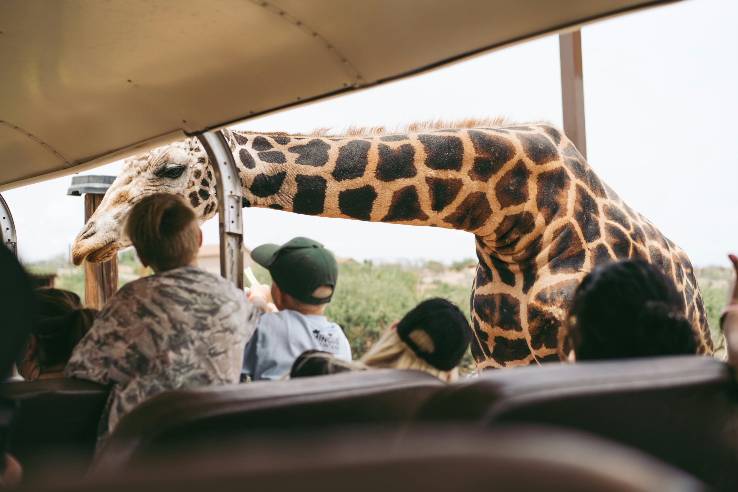 Safari Safety Guidelines