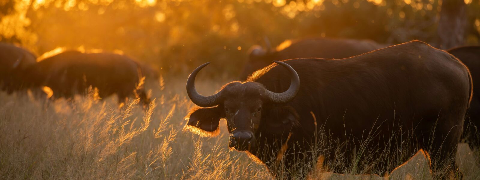 buffalo - African buffalo on the golden savanna plains at sunrise - big 5