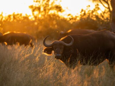 buffalo - African buffalo on the golden savanna plains at sunrise - big 5