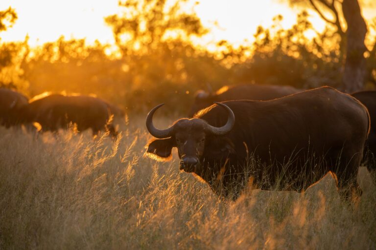 Fascinating Facts about the Buffalo