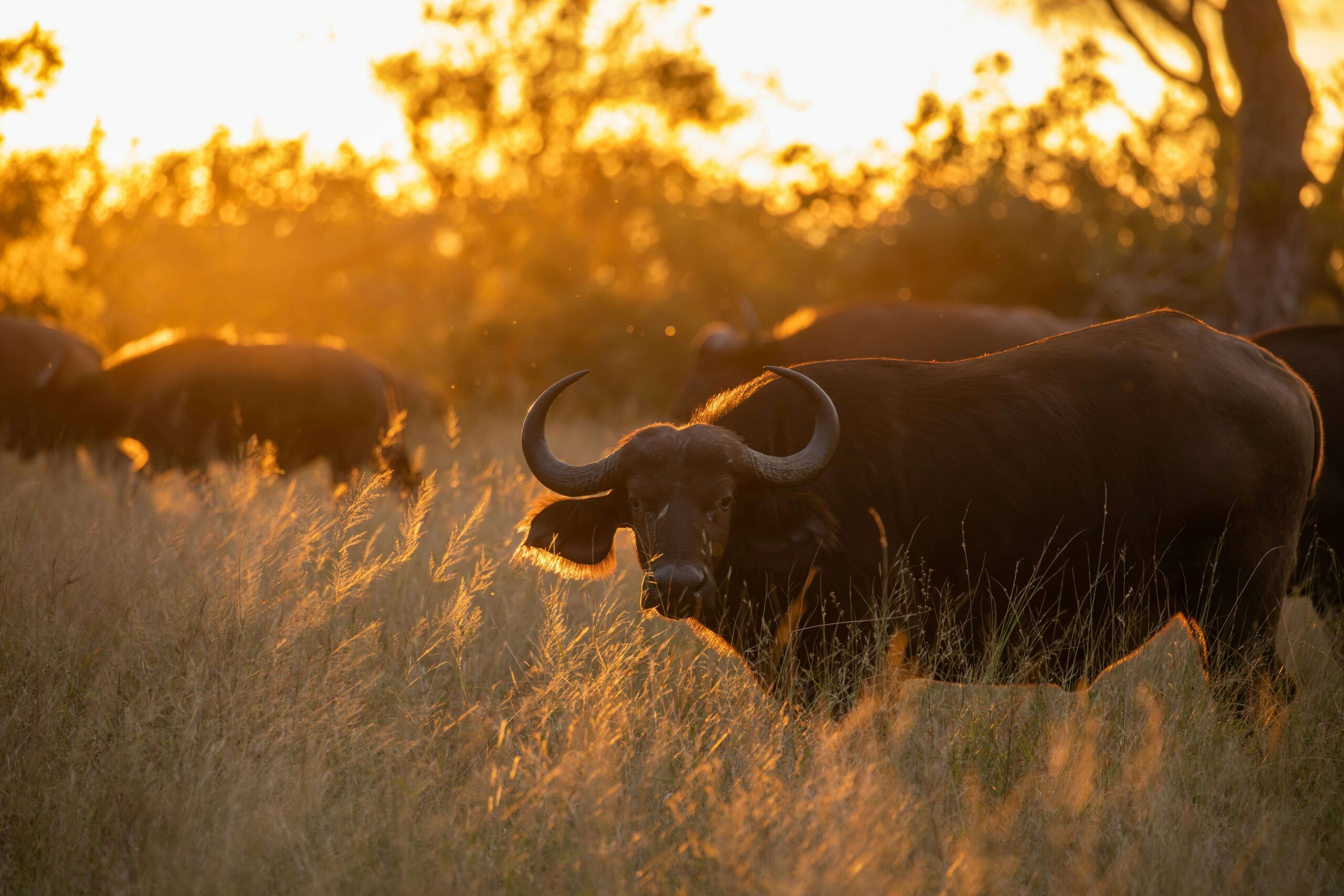 Fascinating Facts about the Buffalo