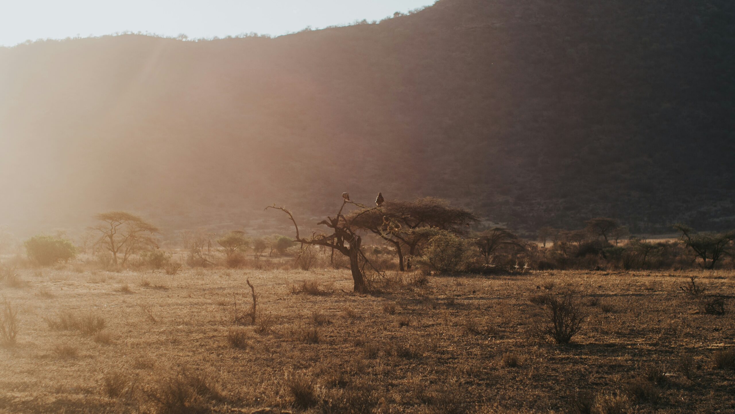 Buffalo Springs National Reserve
