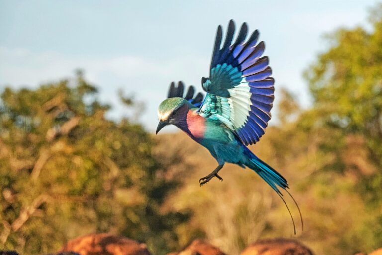 Birding Safari in Kenya