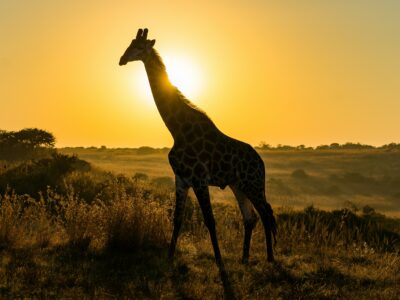 A majestic giraffe in the African savanna at golden hour