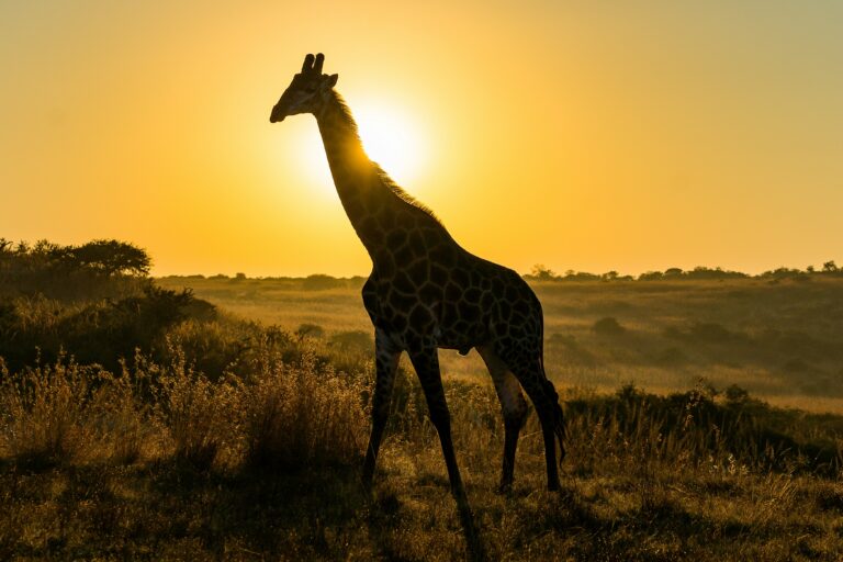 Fascinating Facts about Giraffes