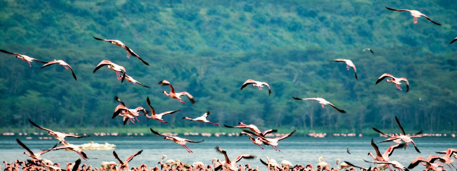 Vast flock of pink flamingos on the shoreline of Lake Nakuru National Park in Kenya.