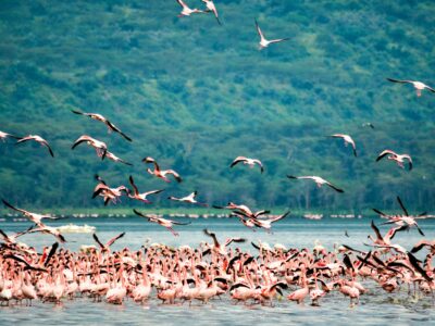 bibhash-polygon-cafe-banerjee-3QPNiZ_Nqjs-unsplash (7) Vast flock of pink flamingos on the shoreline of Lake Nakuru National Park in Kenya.