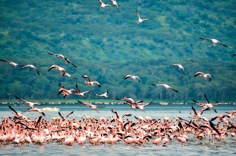Beyond the Flamingos: Your Ultimate Guide to Lake Nakuru National Park