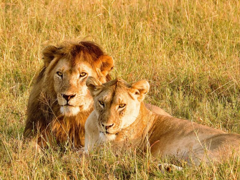 12 Fascinating Facts About Lions: The True Pride of Africa