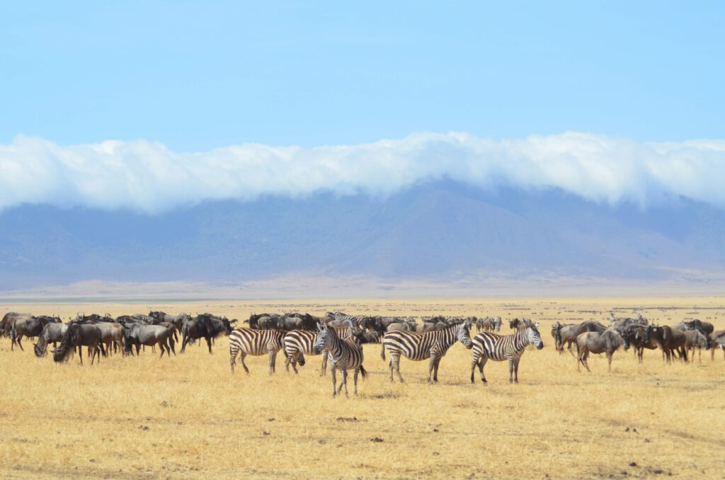 The Great Wildebeest Migration Facts