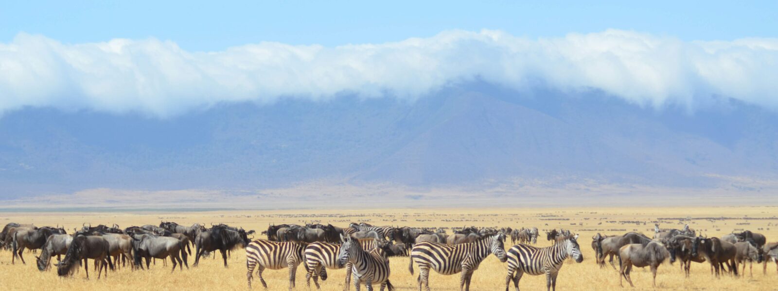 The Great Wildebeest Migration across Kenya's Masai Mara and Tanzania's Serengeti.