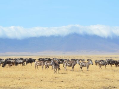 danielle-barnes-2aMwISSfx-k-unsplash The Great Wildebeest Migration across Kenya's Masai Mara and Tanzania's Serengeti.