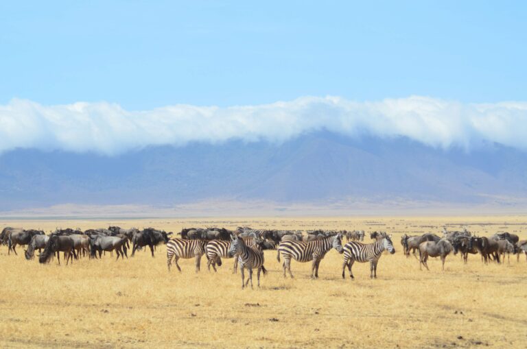 The Great Wildebeest Migration Facts