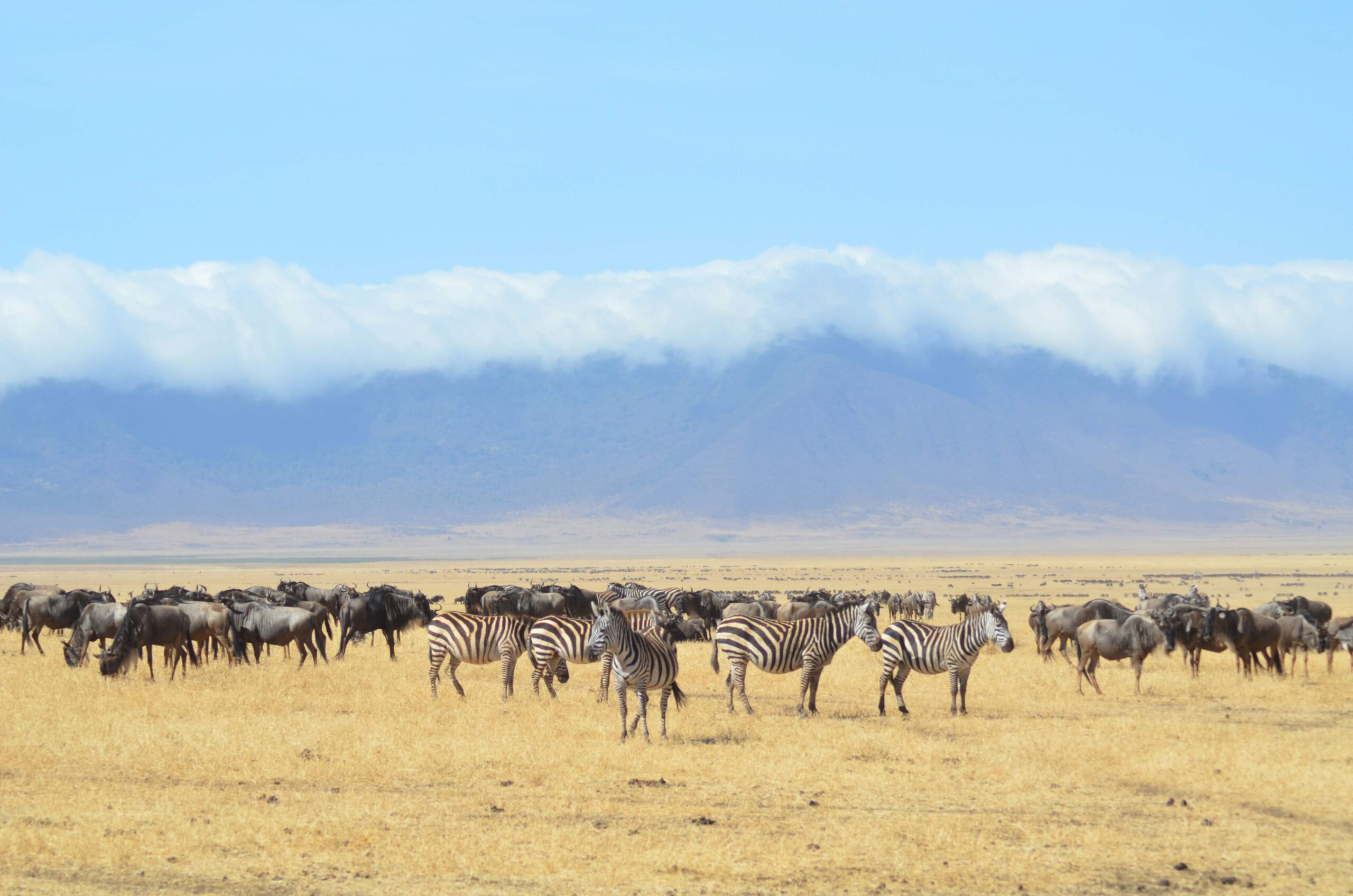 The Great Wildebeest Migration Facts