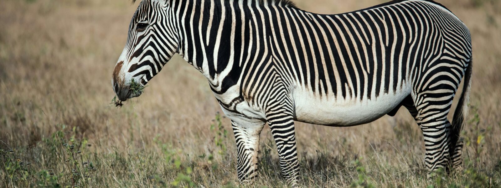 Close-up portrait of a Grevy's zebra in Kenya