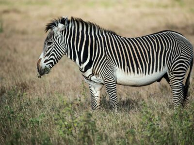 Close-up portrait of a Grevy's zebra in Kenya