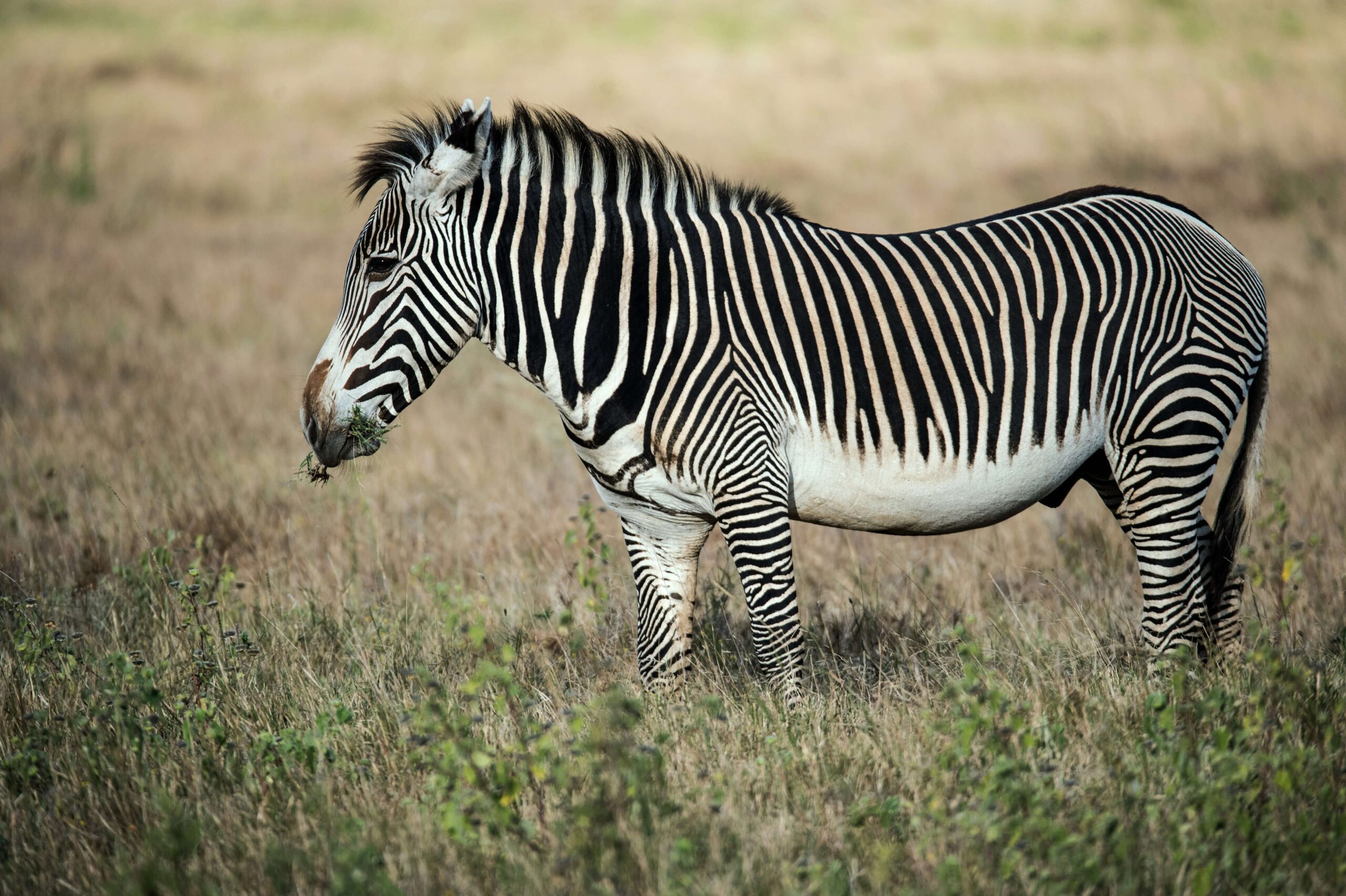 The Grevy’s Zebra: Kenya’s Rare Royalty of the Plains