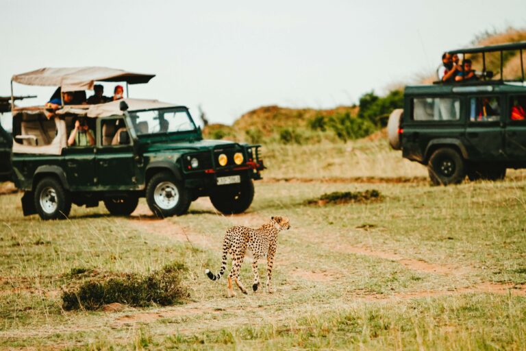 Unleash Your Wild Side: Unforgettable Masai Mara Safari Activities for Kids