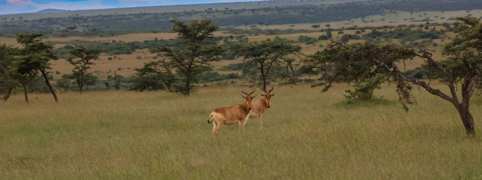 hartebeest spotted in Kenya on safari