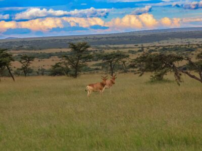 meg-von-haartman-NqDDjuvOLvQ-unsplash (1) hartebeest spotted in Kenya on safari