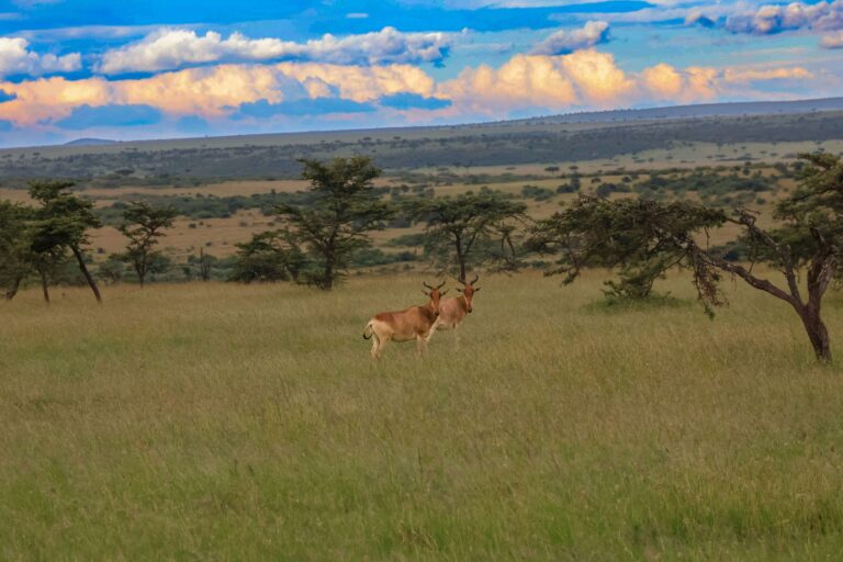The Unlikely Athlete: Kenya’s Hartebeest, A Master of Survival